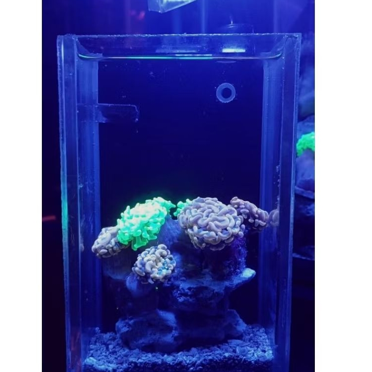 fullset aquarium air laut