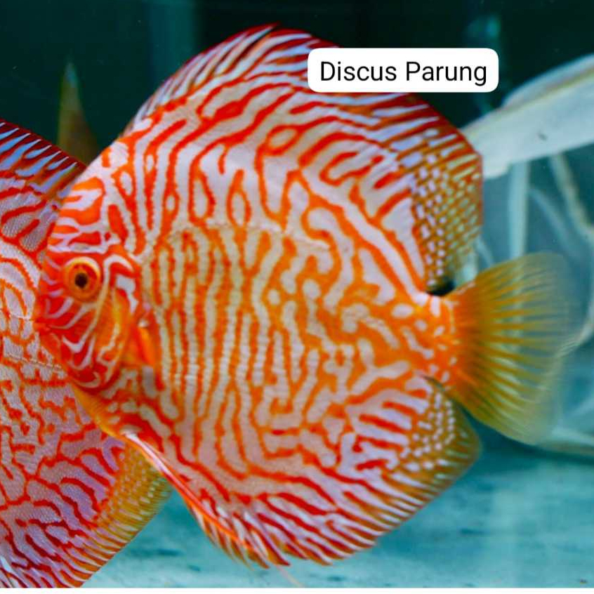 discus 1inch - white tiger red