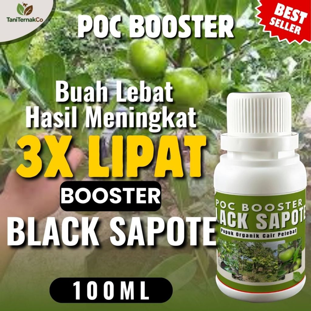 Pupuk Buah Black Sapote Lebat  Pupuk Khusus Sapote Pelebat Buah Booster Black sapote Cepat Berbuah