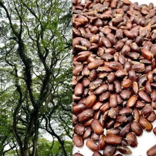 BENIH TREMBESI / BIJI TREMBESI 1KG / BENIH BIJI TREMBESI KEDUH / BENIH TREMBESI PREMIUM