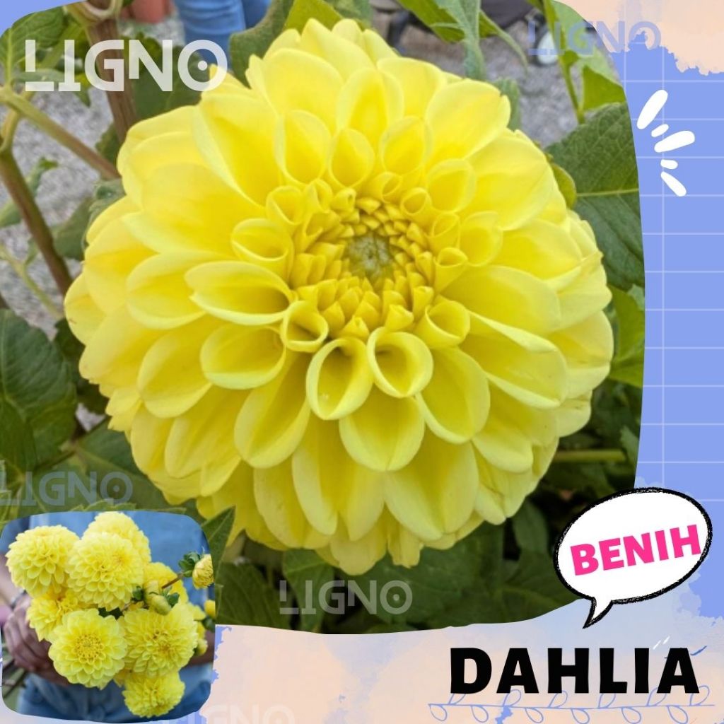 Benih DAHLIA YELLOW - Biji Bunga