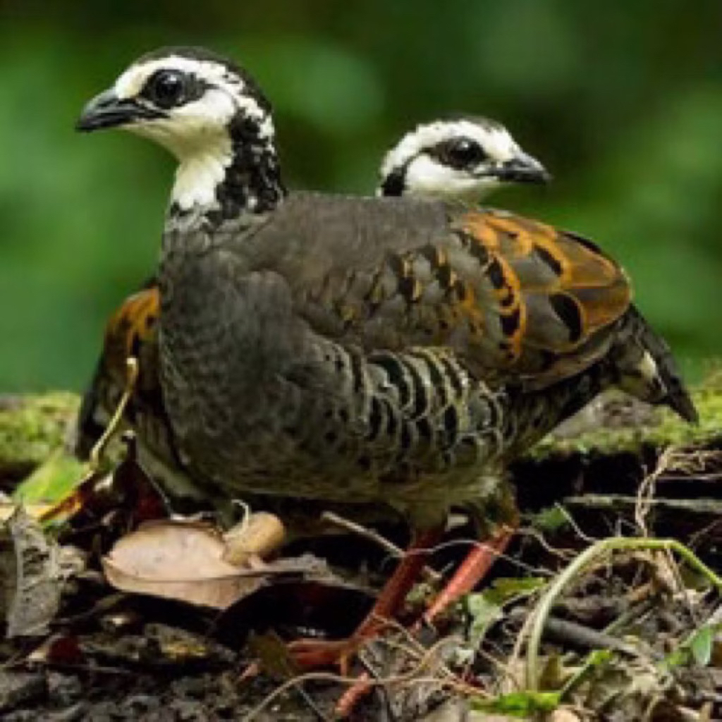 Puyuh Gonggong Pipi Putih Pilihan Cocok Untuk Aviary