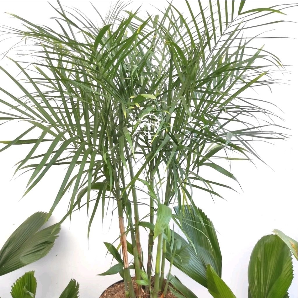 Palem Komodoria / Palem Bambu / Palm Komodoria