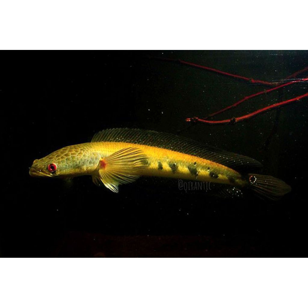 hiasan akuarium cana maru yellow sapphire