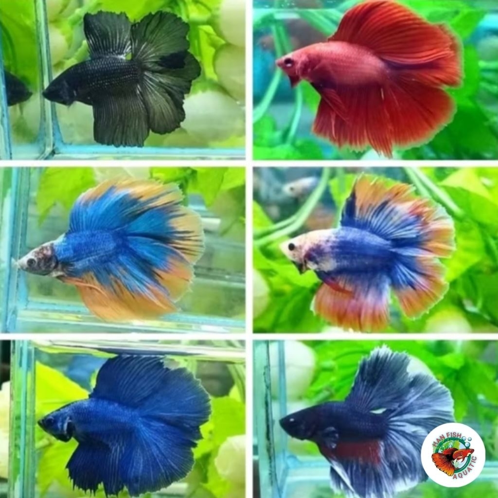 TERLARIS IKAN CUPANG SLAYER HALFMOON WARNA RANDOM