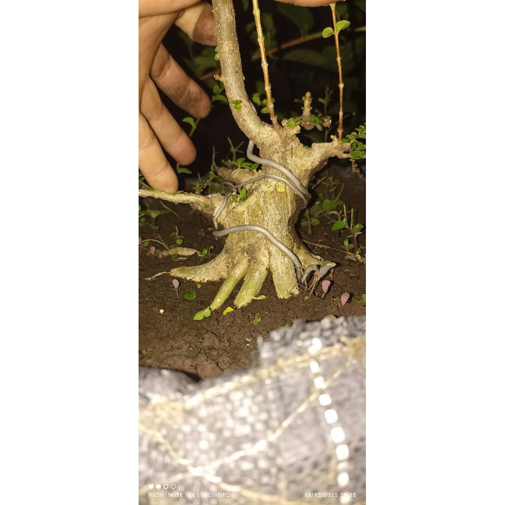 Bahan bonsai Sancang & Anting putri mame