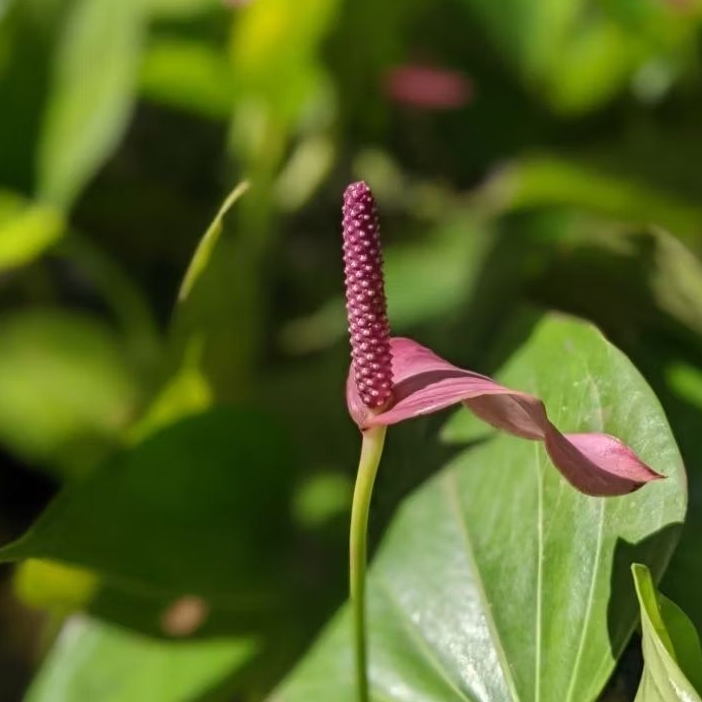 Anthurium Pink