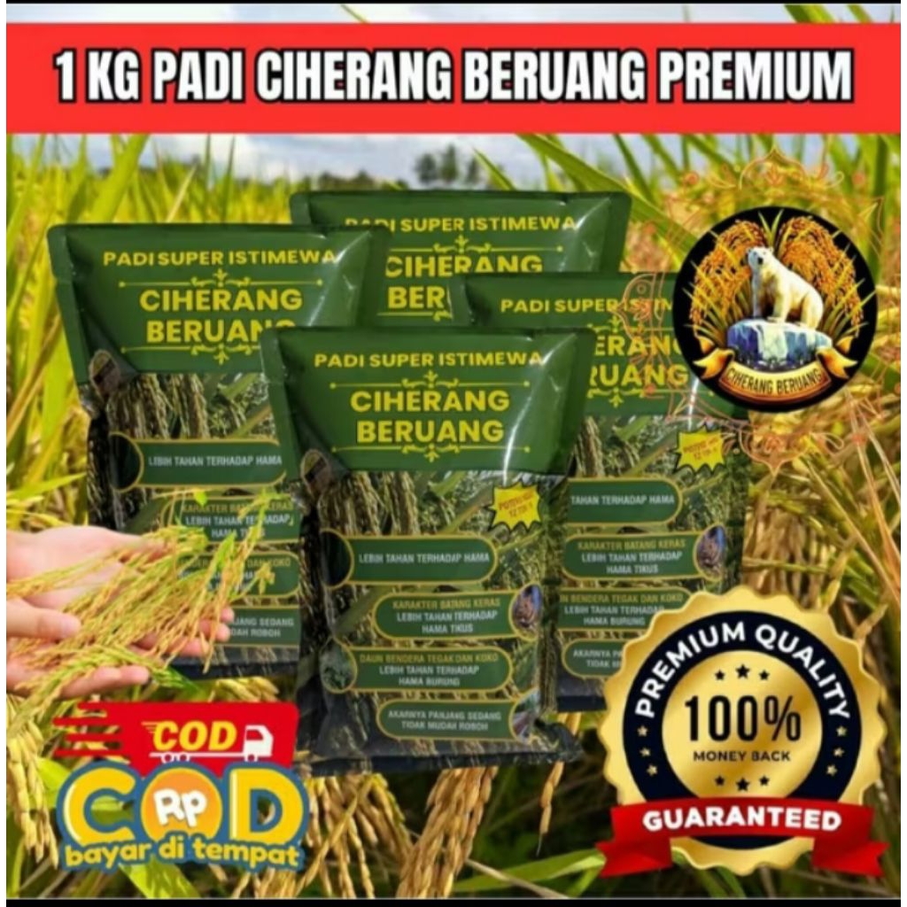 BENIH PADI CIHERANG BERUANG PERMIUM
