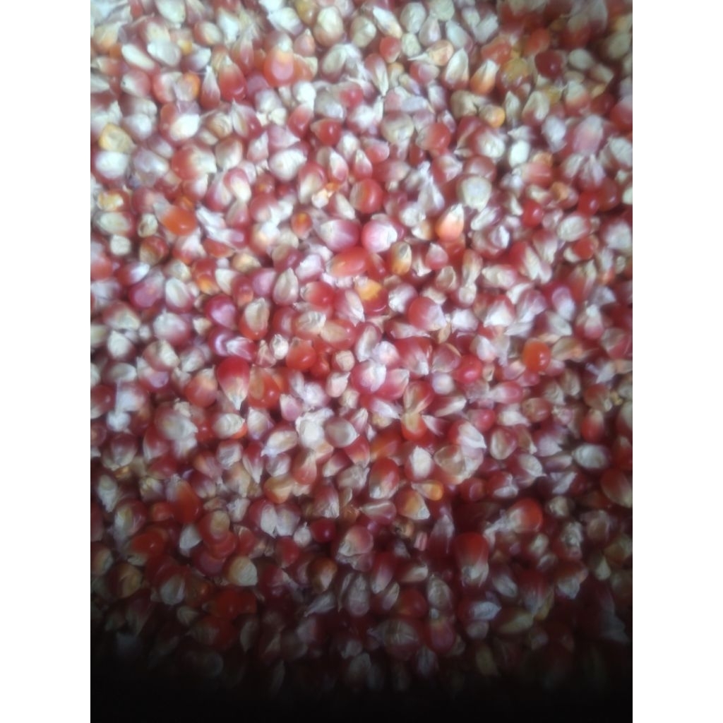 jagung merpati jagung kristal kecil jagung cililin