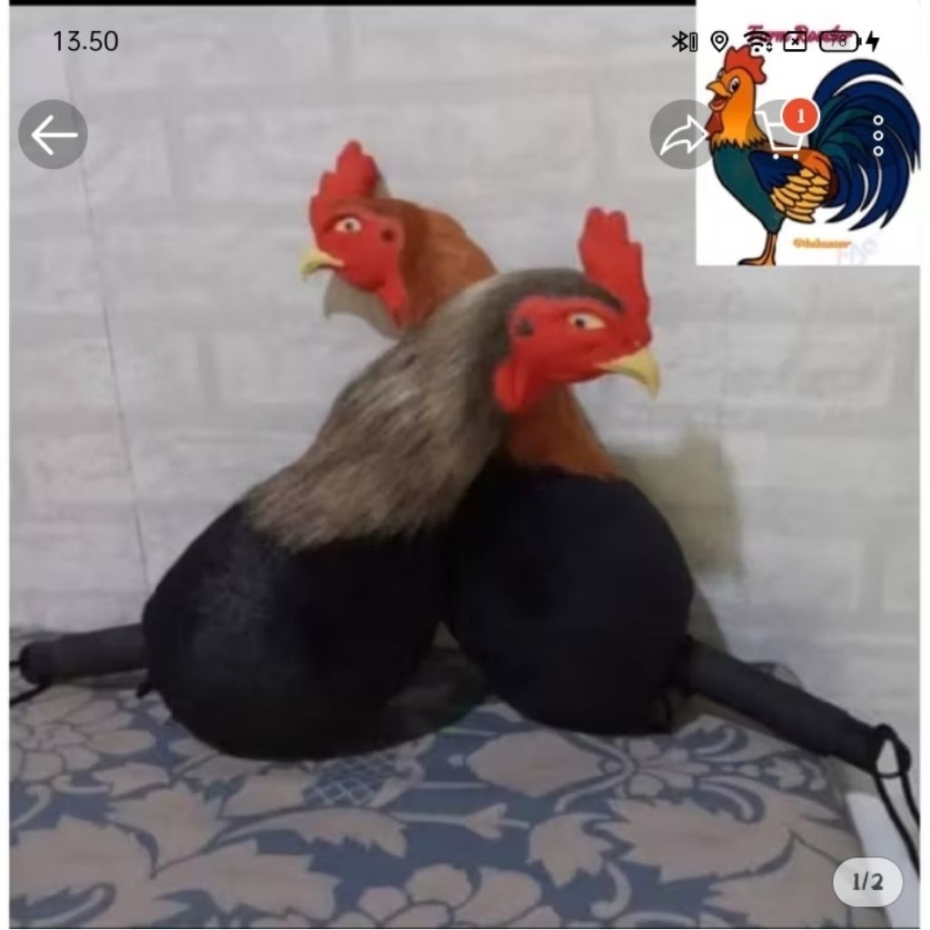 BONEKA AYAM untuk melatih ayam
