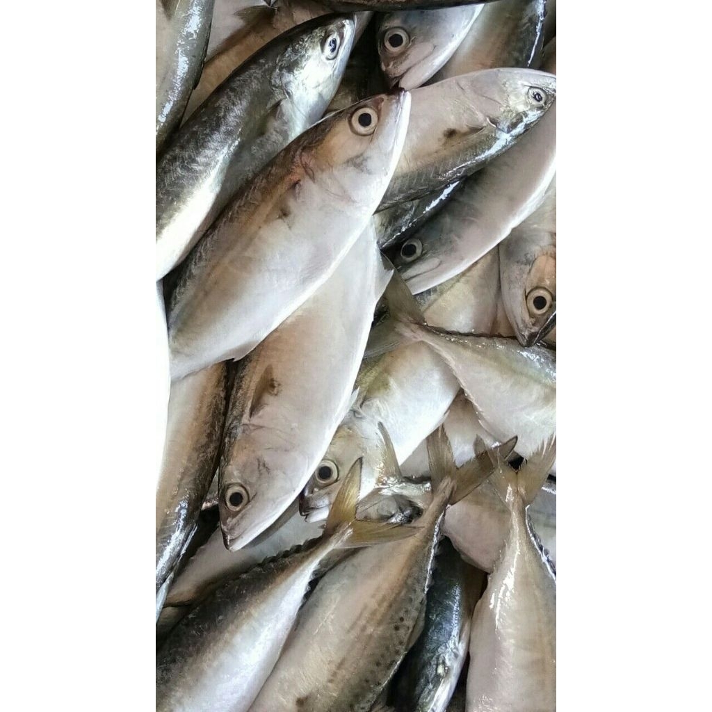 Ikan Segar Kembung Frozen