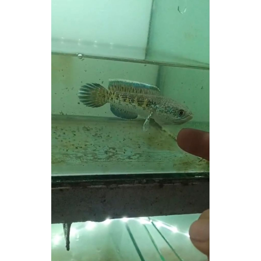 auranti ssb real calon hf