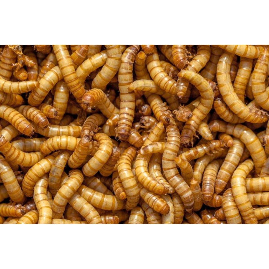 1 KG Ulat Hongkong Hidup - Pakan Ikan Hias Burung
