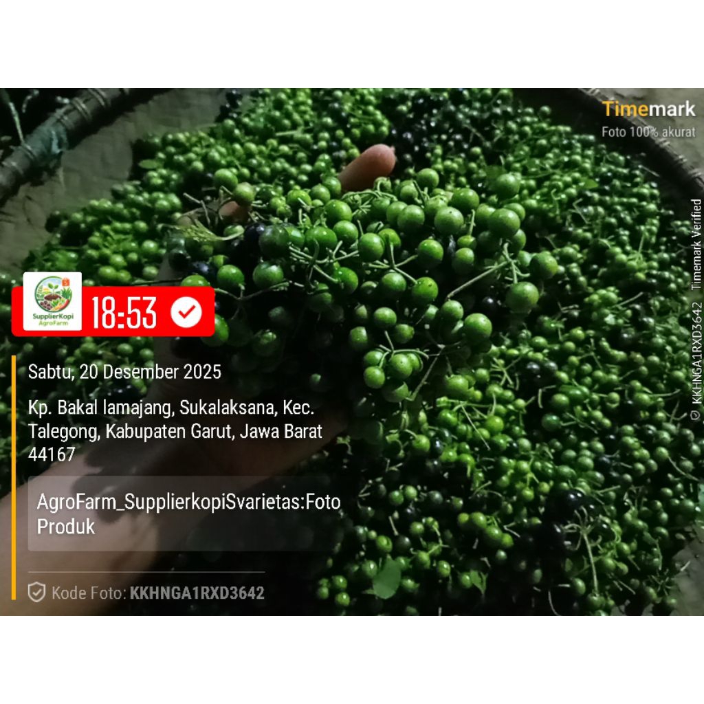 Termurah 1 kg Leunca segar / Ranti segar / Sayuran segar