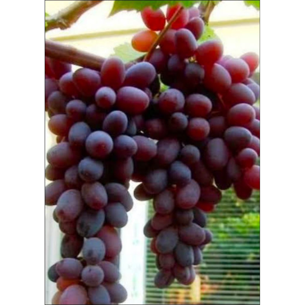 bibit anggur jupiter jumbo tinggi 1mtr up rostok IAC