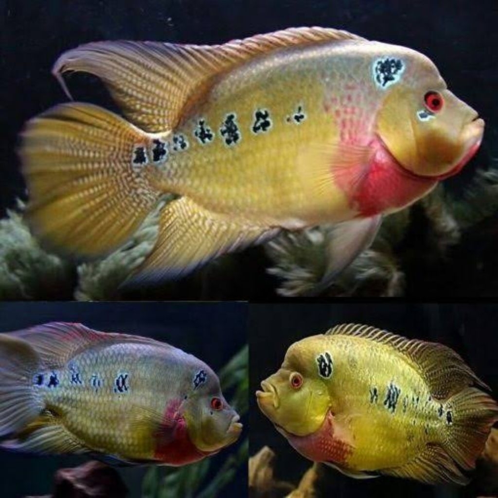 ikan trimac cichlid, bahan tank mate ikan cichlid