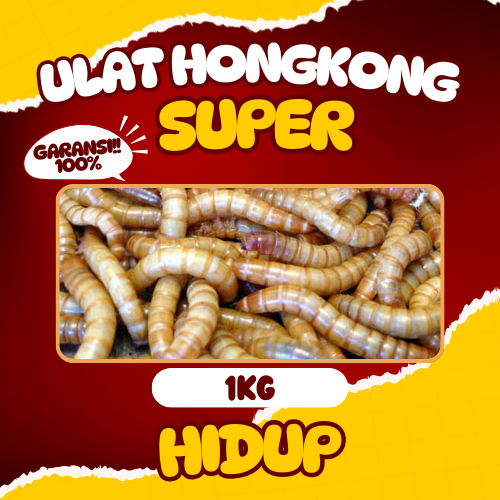 Ulat Hongkong Hidup 1Kg GARANSI