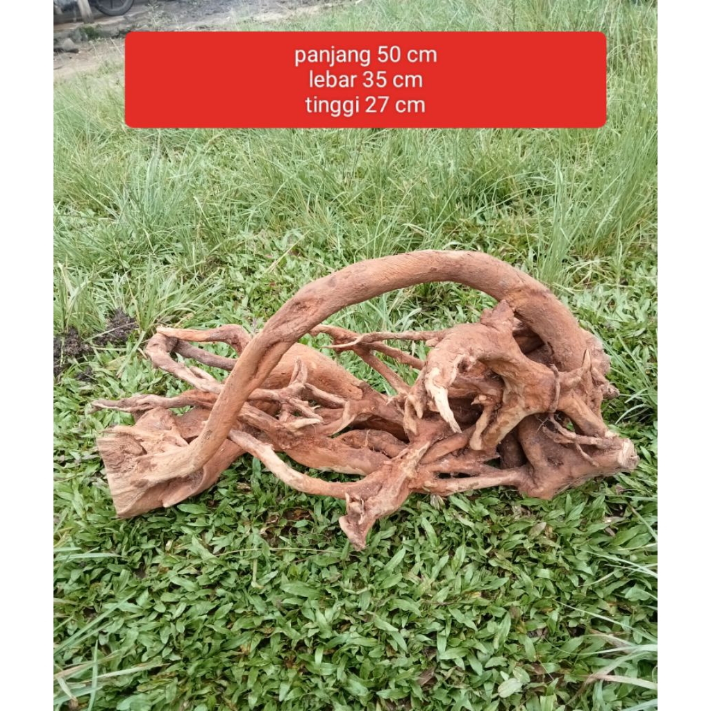 akar kayu aquasecape aquarium