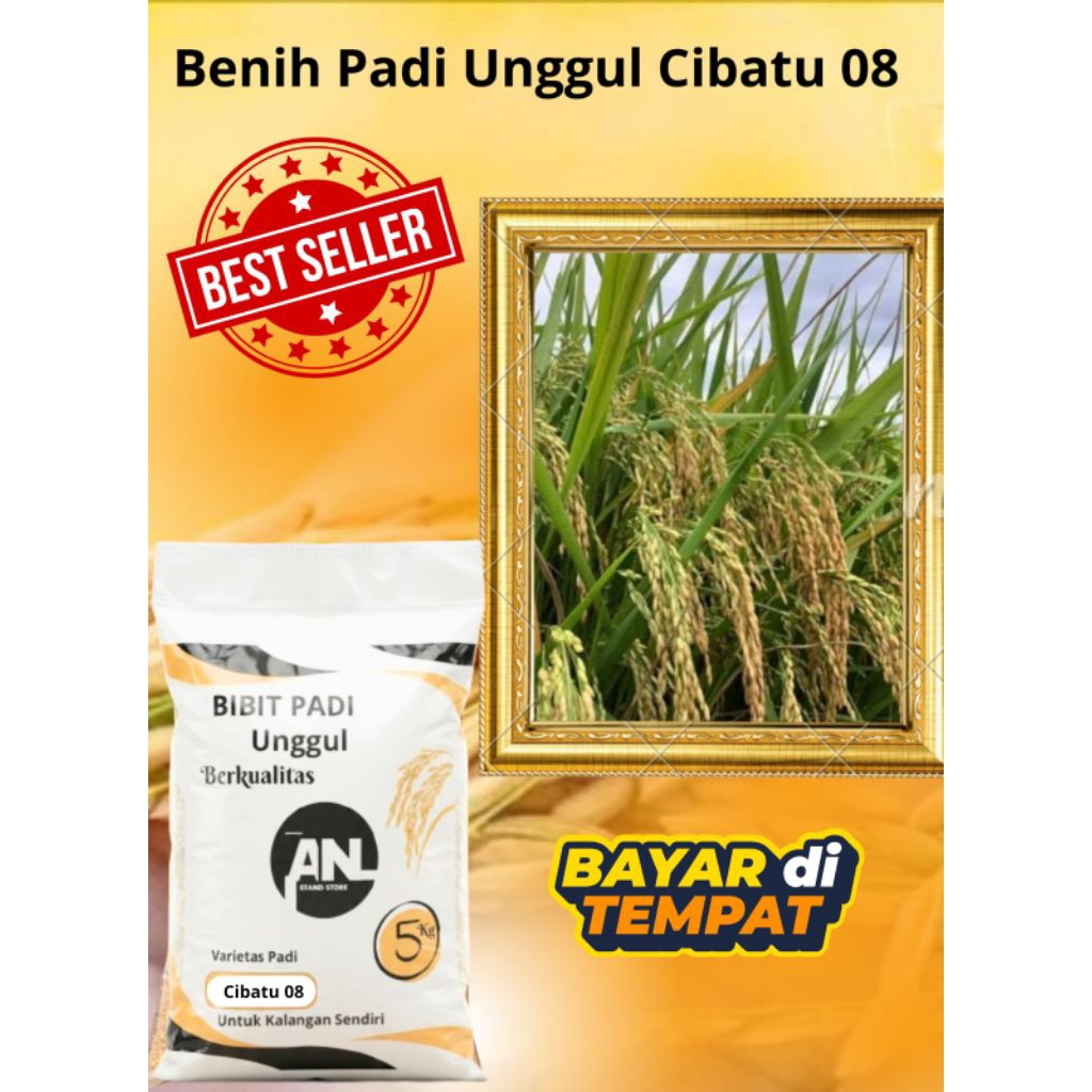 Benih Padi Unggul Cibatu 08 Original Kemasan 5 Kg