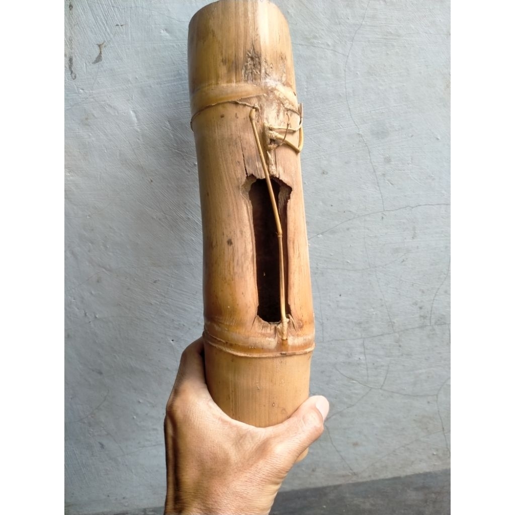 BAMBU UNIK PETUK JALU SINGKIR BATANG UTAMA (30 CM) APUS ISTIMEWA