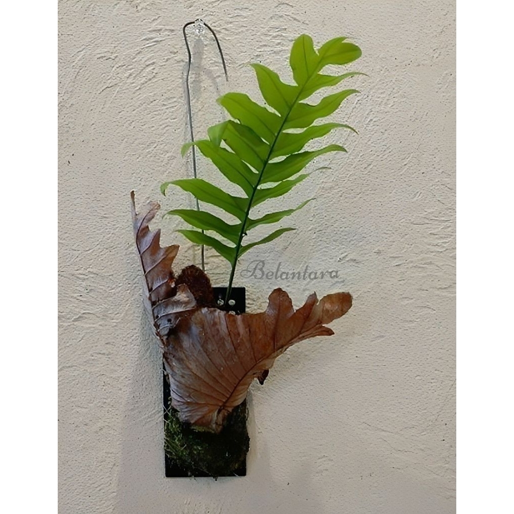 Tanaman hias kadaka ekor naga/Anggrek ekor naga