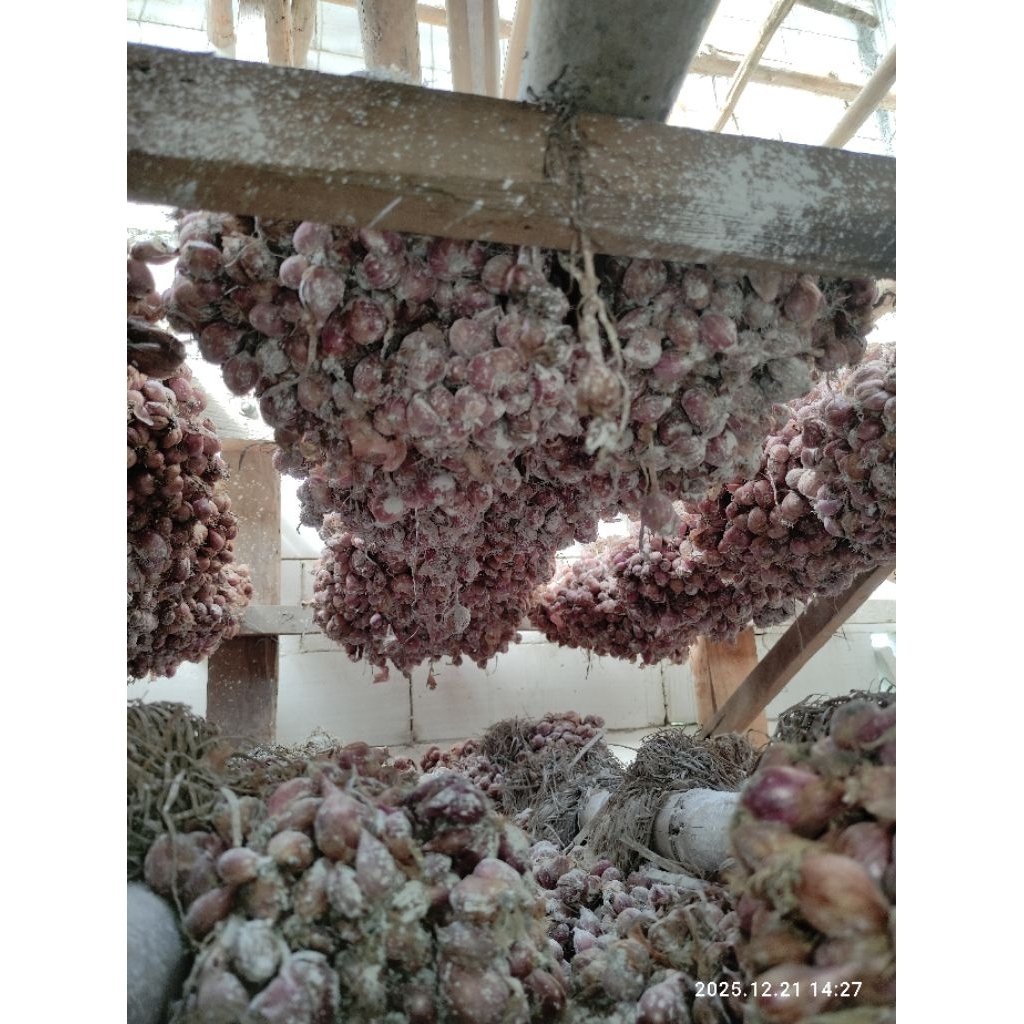 BIBIT BAWANG MERAH SIAP TANAM LOKAL NGANJUK (TAJUK)