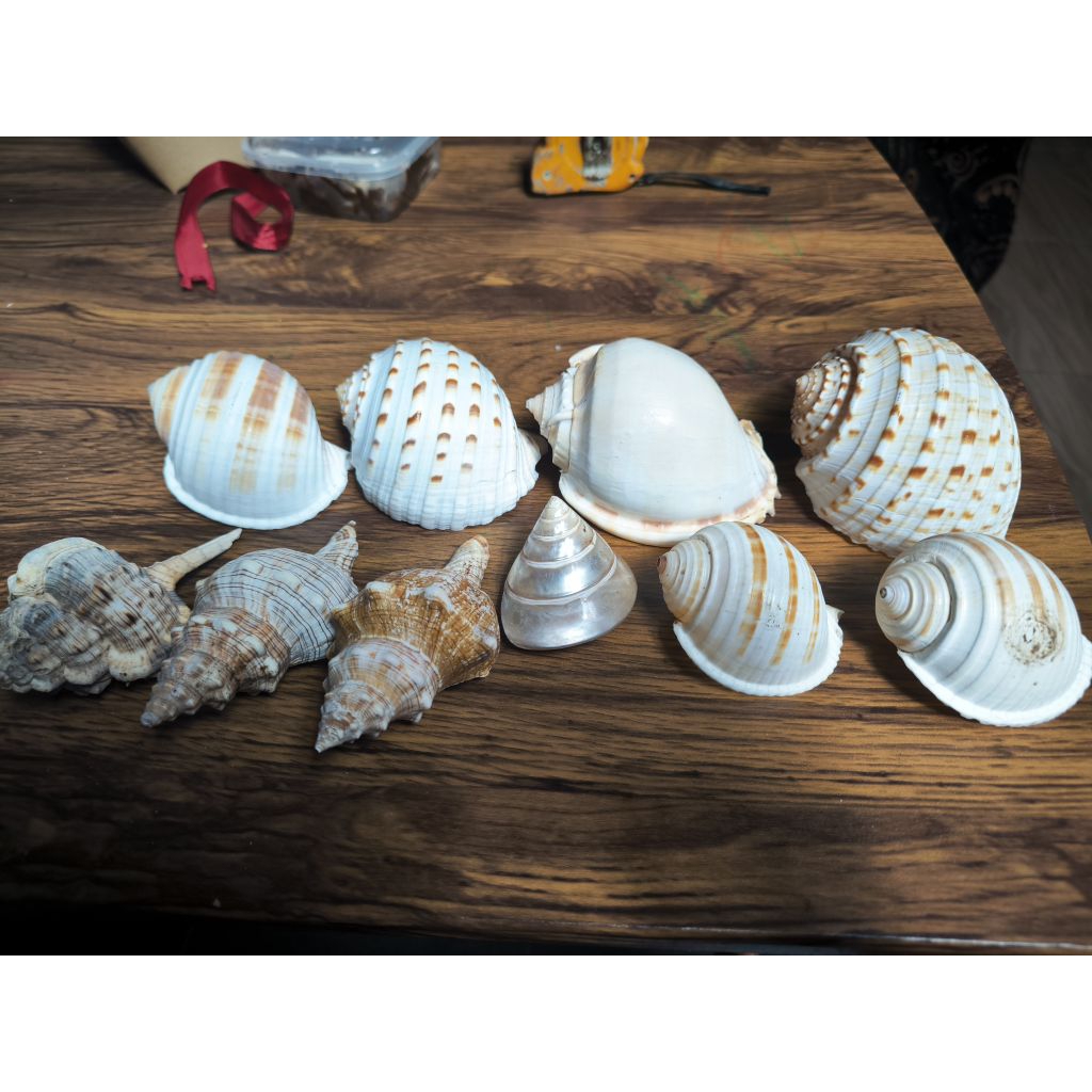 Cangkang kosong kelomang