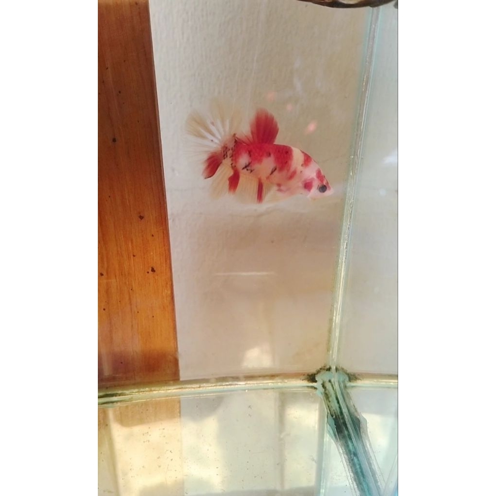 cupang baby Giant yellow base multi BO 4 up cm sesuai foto vidio real pict 100%