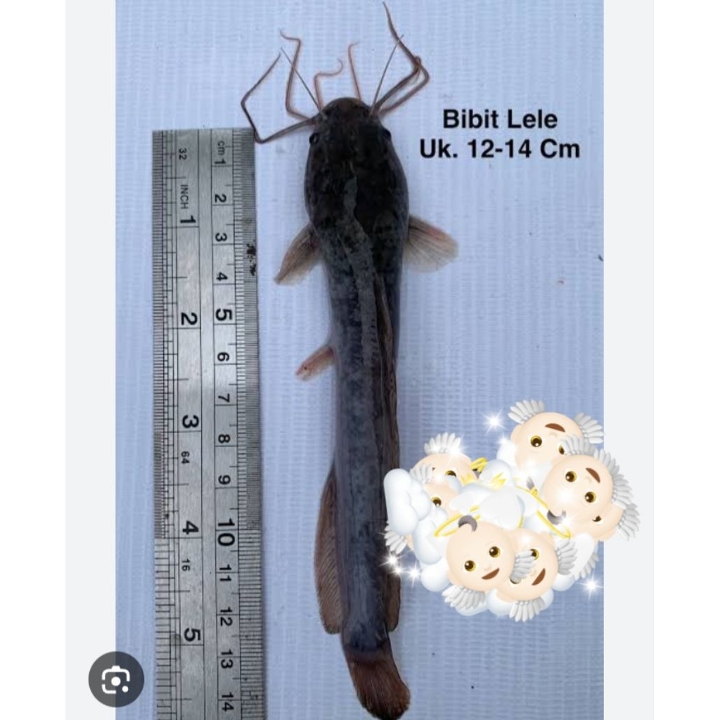 Bibit lele sangkuriang uk 12-14 cm