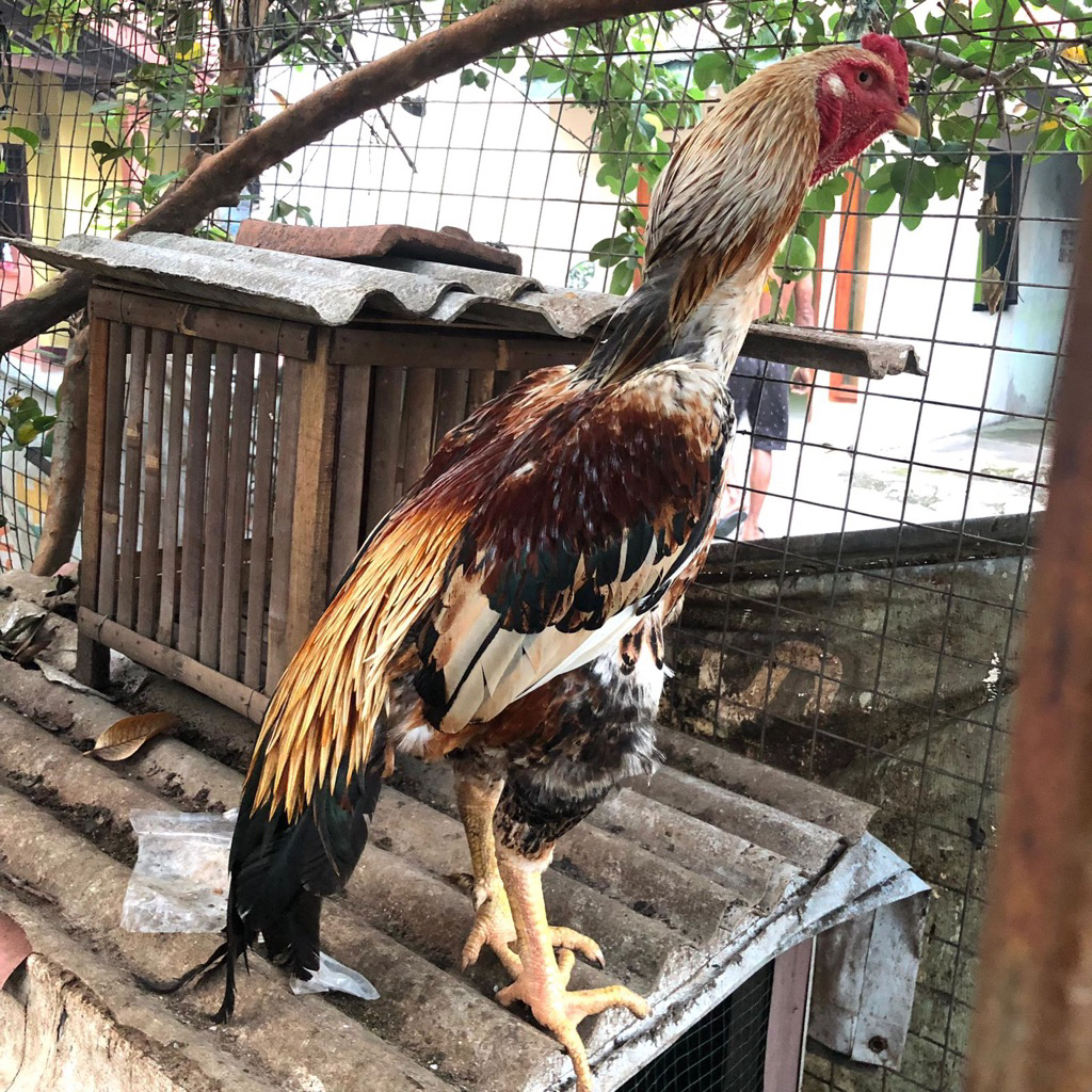 pacek ayam shamo asli eropa tree color
