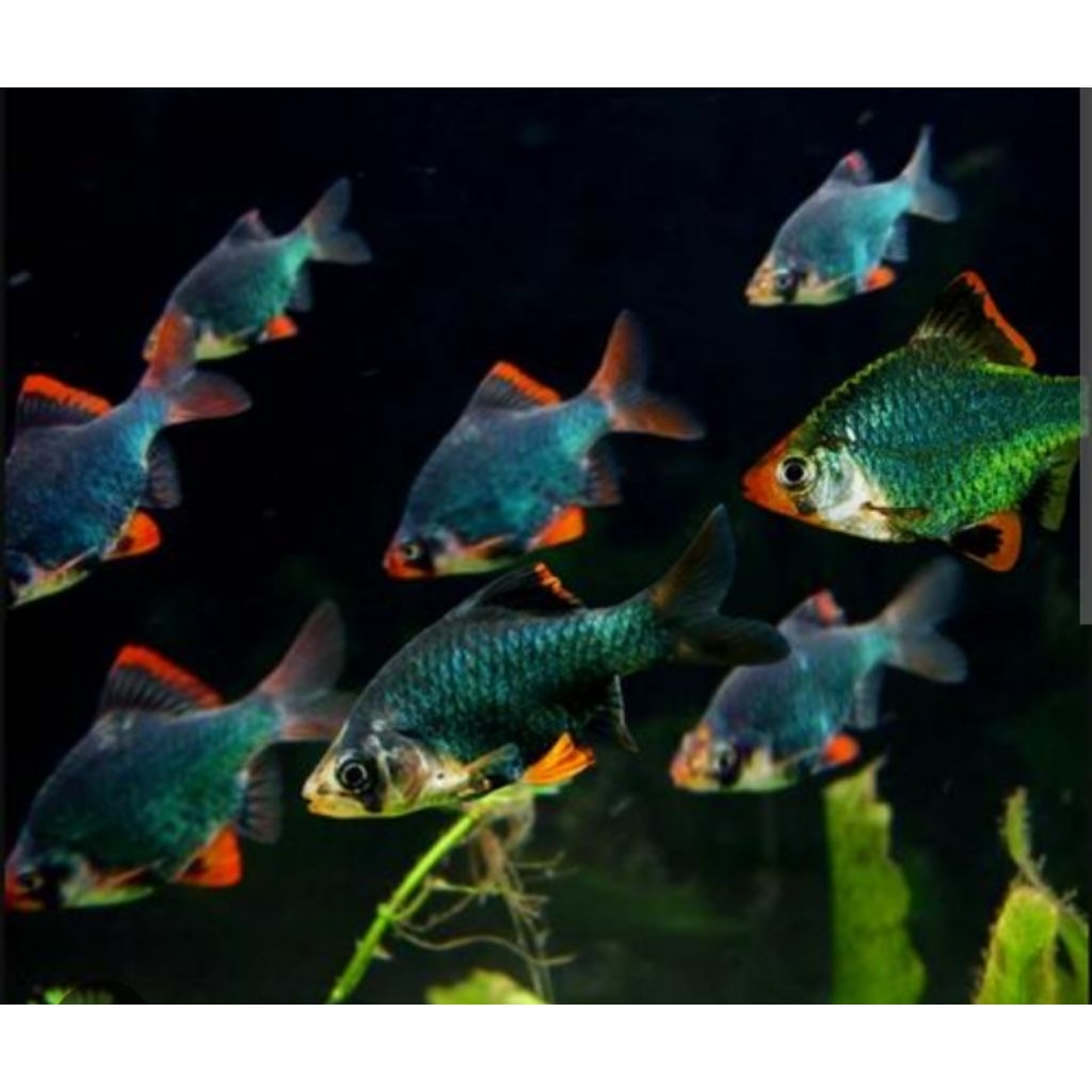 TERLARIS, ikan Tiger Sumatra hijau. ikan hias air tawar