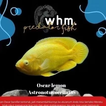 oscar lemon 7-9 cm 2 jari (mainan ikan)