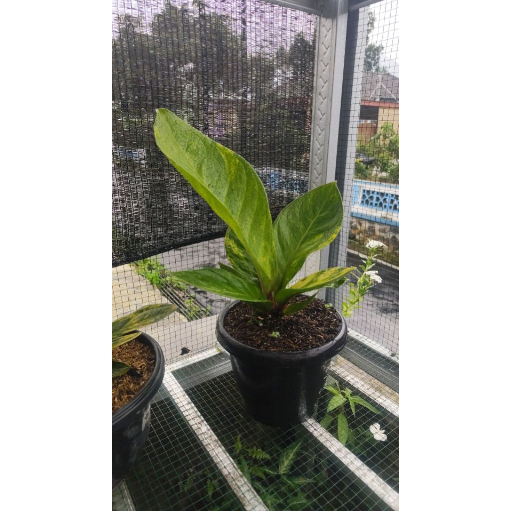 jemani tornado 3 pot Beby,remaja,pink