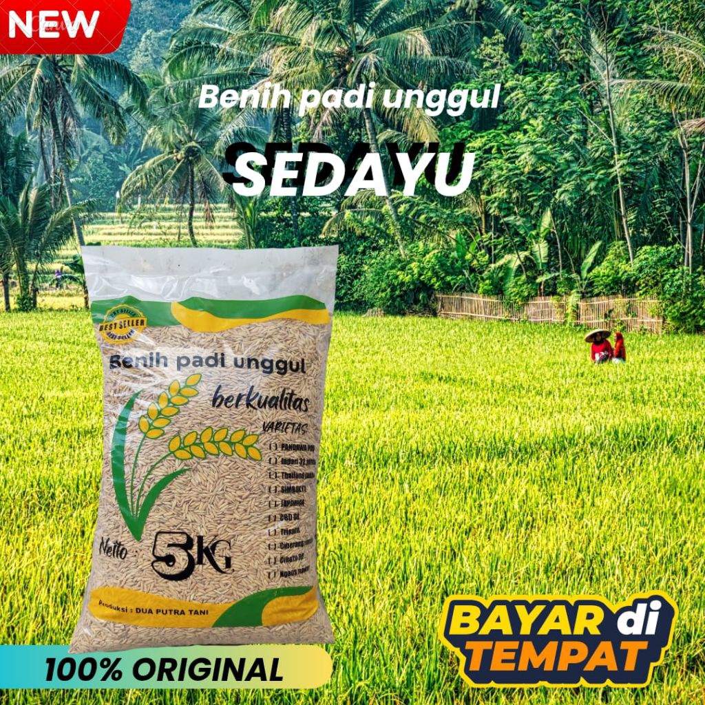 BENIH PADI BIBIT PADI SEDAYU 5 KG KUALITAS PREMIUM