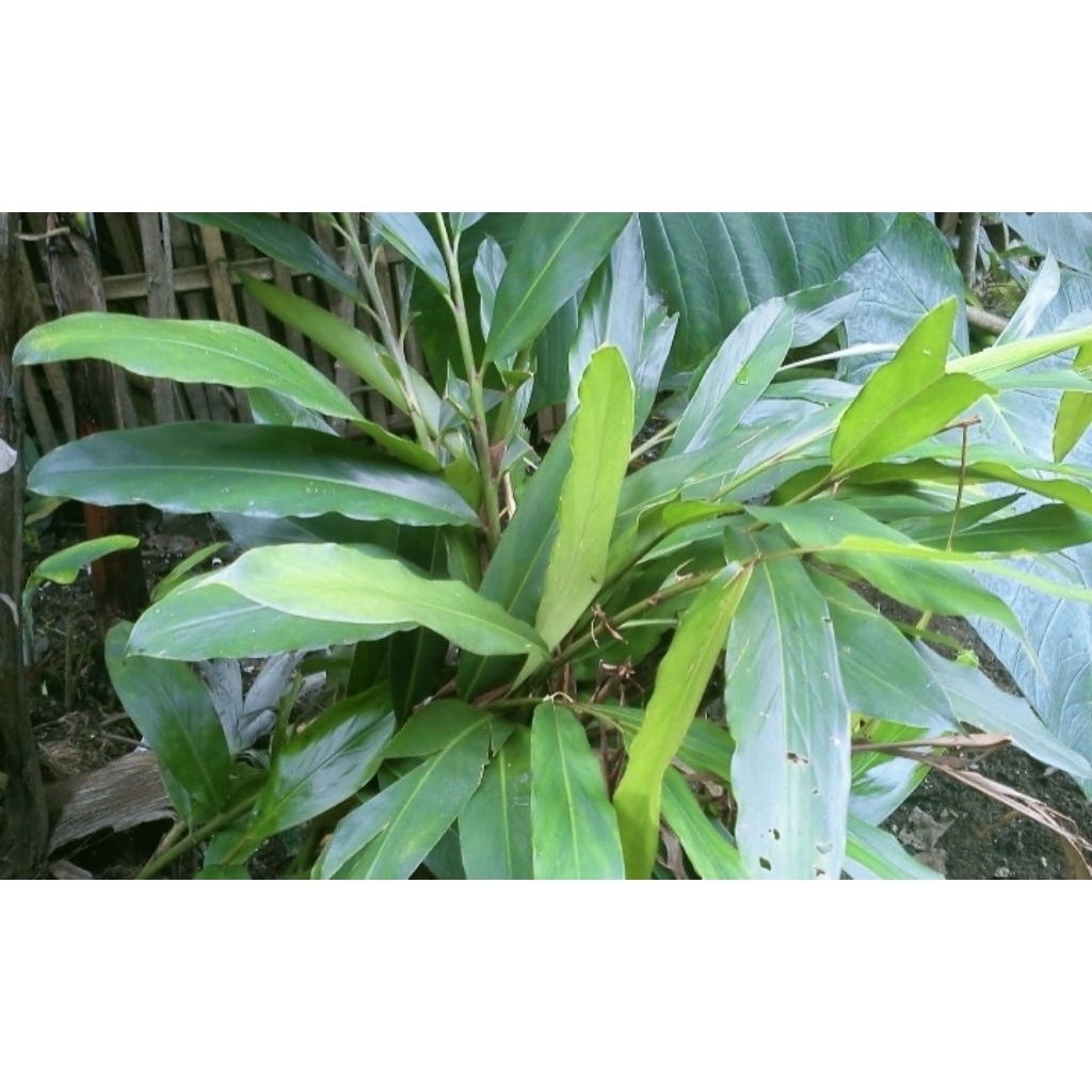 Bibit pohon walang/ walang sayur-walang bumbu