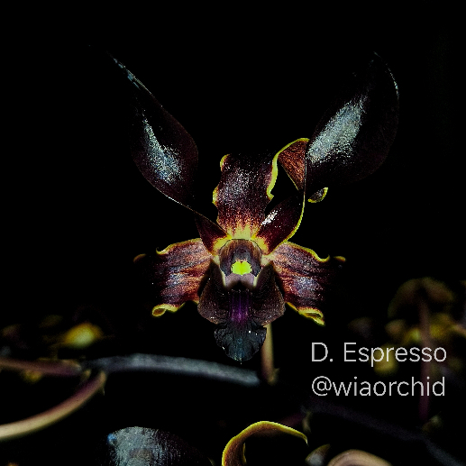 Dendrobium Espresso ( Rajajowas x Helix)