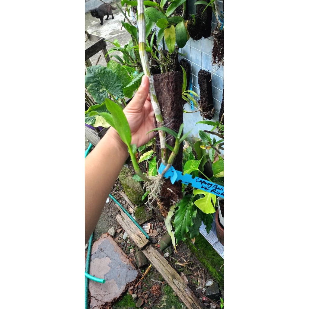 anggrek dendrobium capung bali var pink
