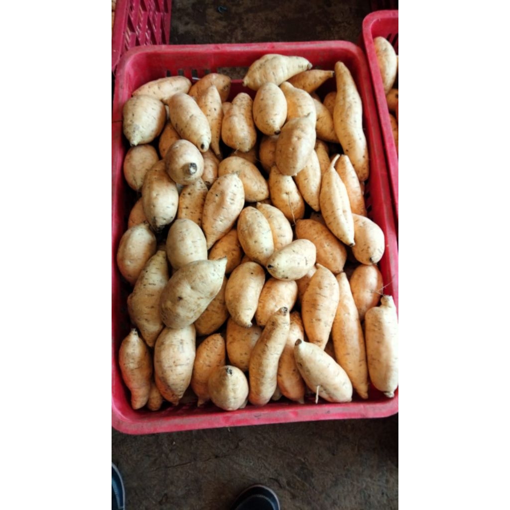 Ubi Cilembu mentah 1 kg