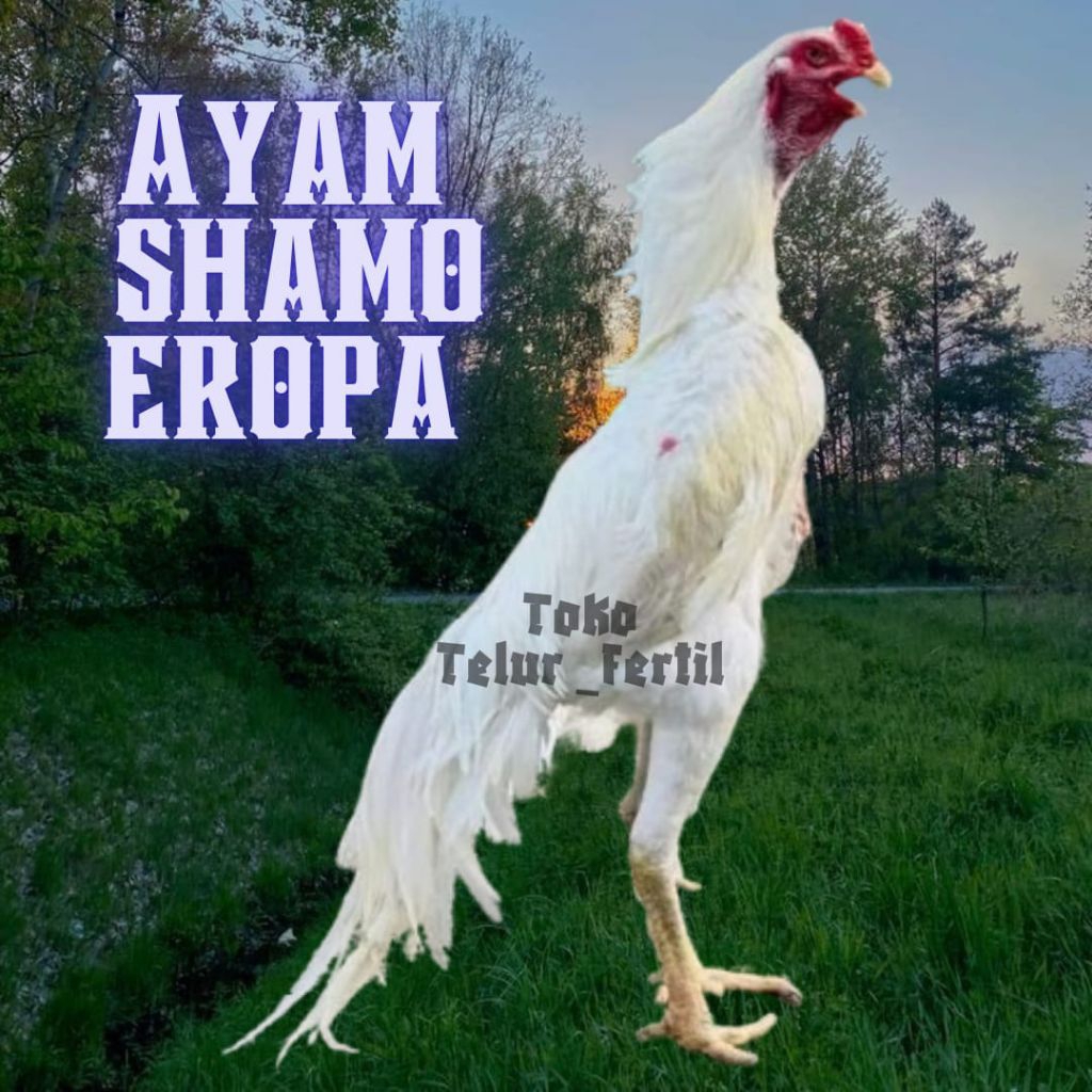 TELUR AYAM SHAMO EROPA ORI UNTUK DITETASKAN