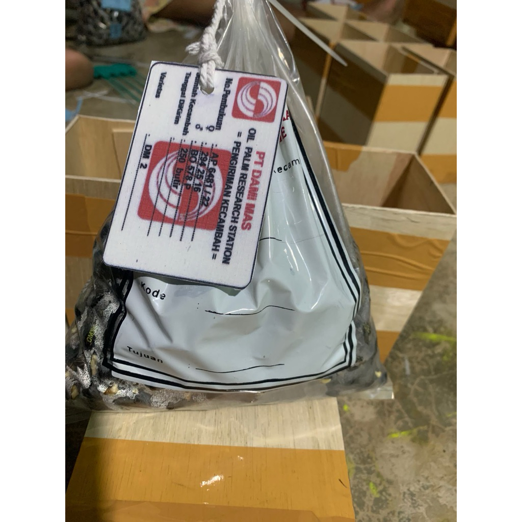 Benih polong kecambah sawit Damimas