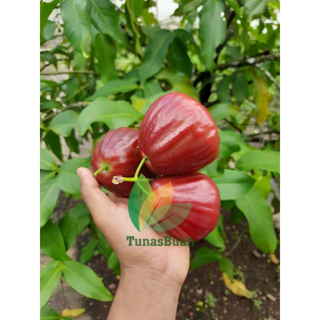 Bibit Jambu Air Dalhari - Cangkok