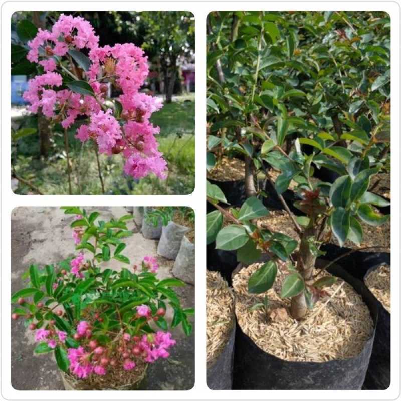 Tanaman hias bunga sakura / Pohon bunga sakura jepang lokal / Bibit Pohon Sakura