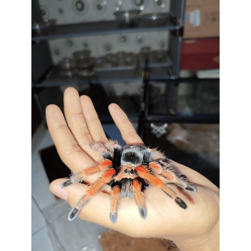Tarantula Brachypelma Boehmei Female Size ±11cm