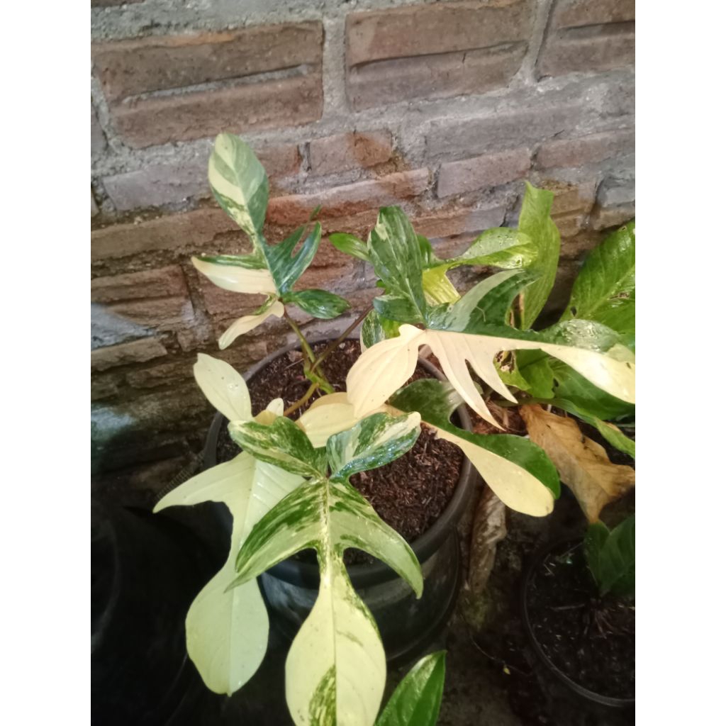 Philo Florida beauty (Varigata)