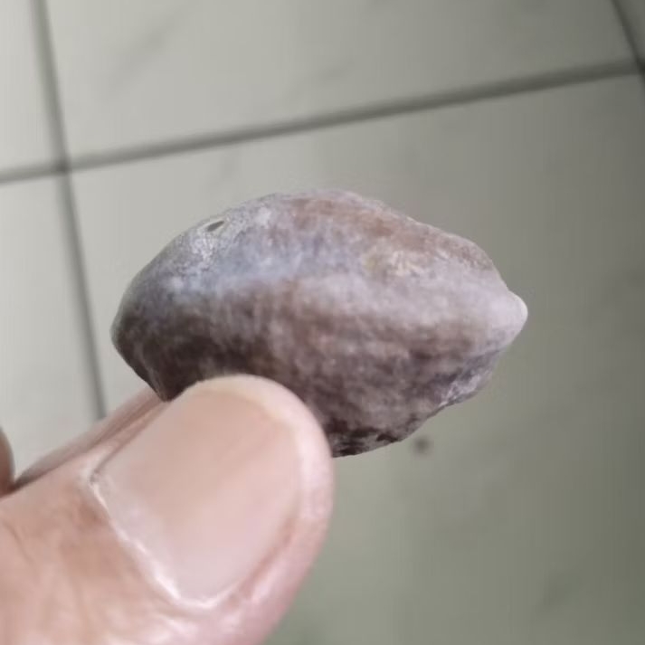 Kemiri Adu Muncang Adu Pedang ZT Ori Tua Jatuhan