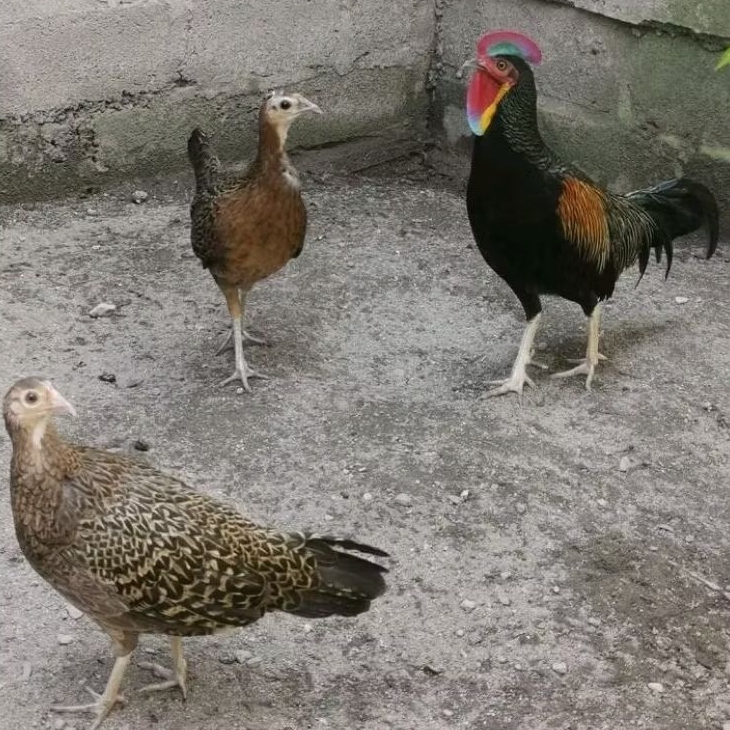 TELUR VERTIL AYAM HUTAN  HIJAU ORI BEKISAR