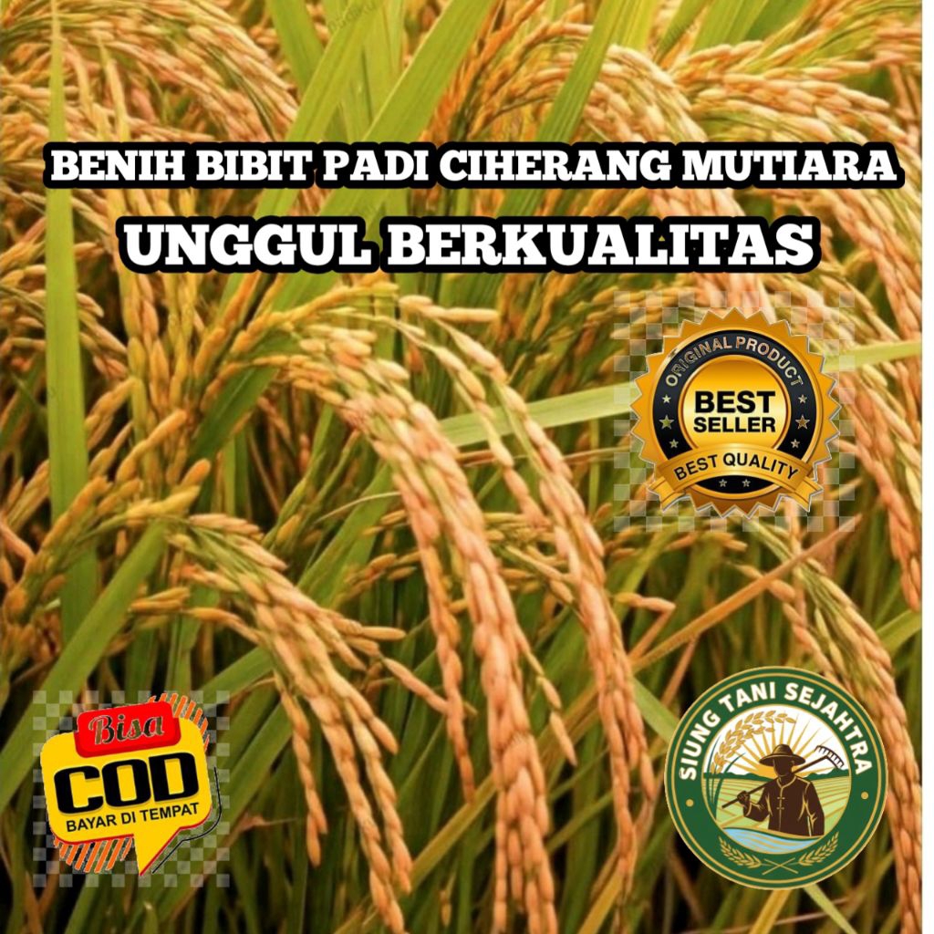 (5KG) BENIH BIBIT PADI CIHERANG MUTIARA UNGGUL BERKUALITAS