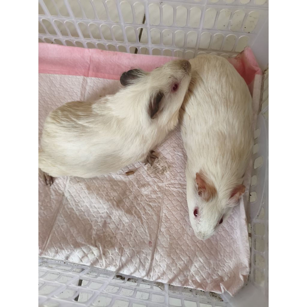 Marmut Hias Guinea pig Albino Mata merah sepasang