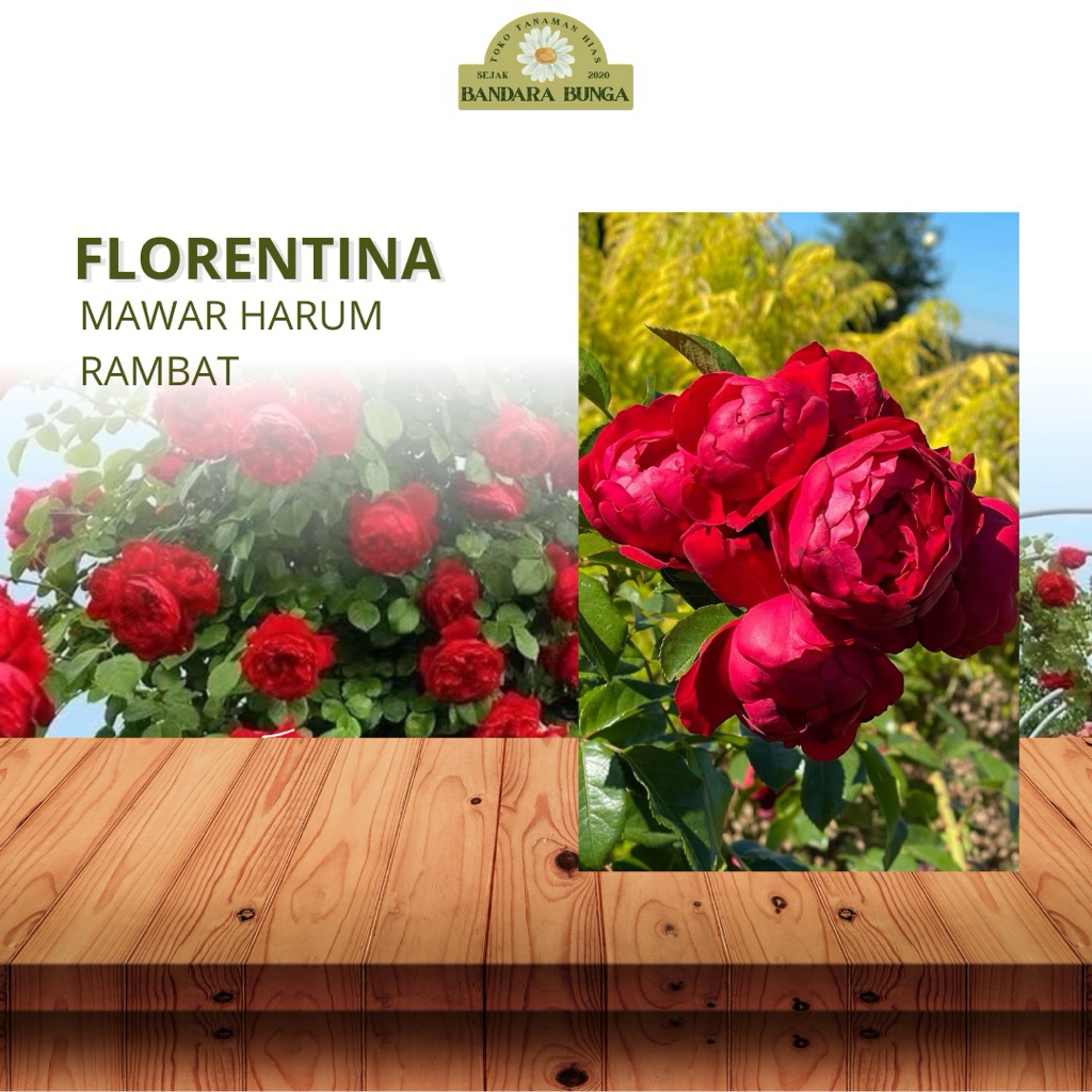 Tanaman Hidup Bunga Mawar Import FLORENTINA-Mawar merah-Mawar rambat merah-Mawar merah cantik-mawar 