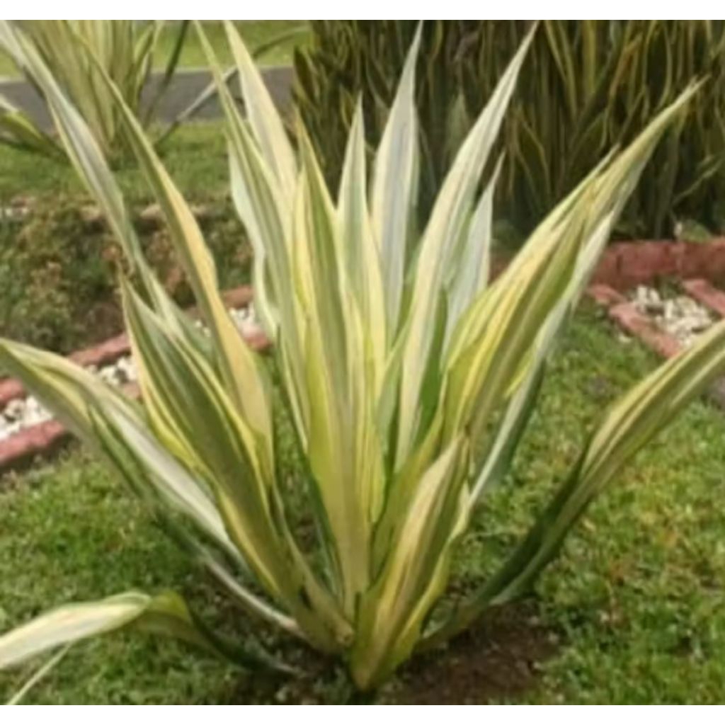 Tanaman Hias Agave jumbo